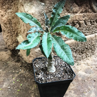  Dorstenia Crispa