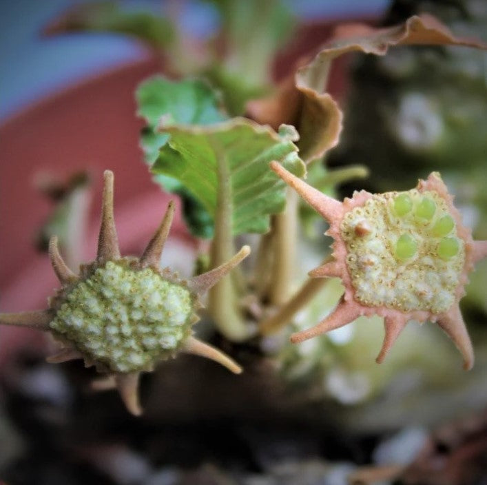  Dorstenia Crispa