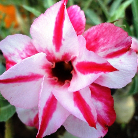  Double Celona Adenium Plant