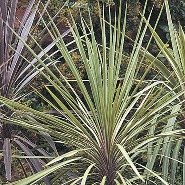  Dracaena Chora Plant