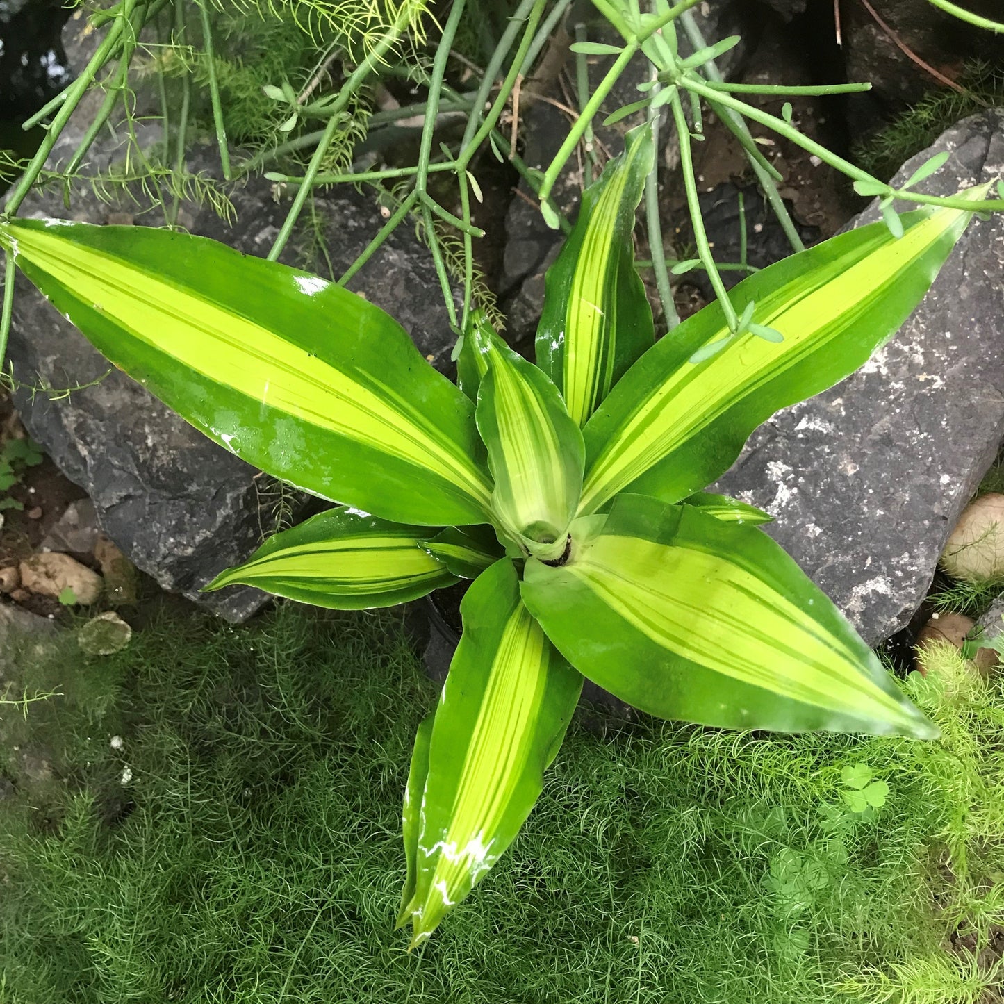  Dracaena Fragrans Massangeana Plant