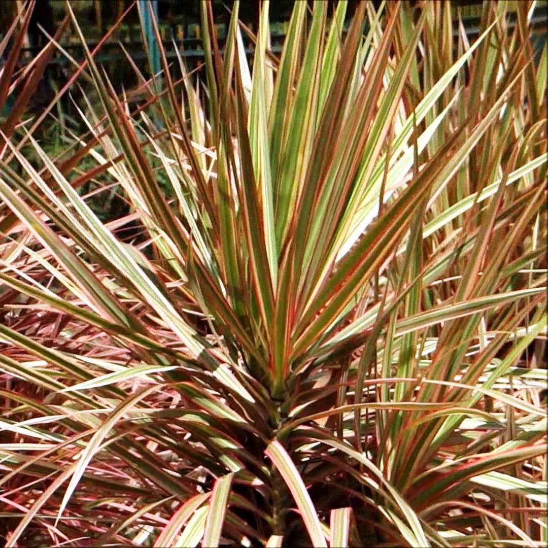  Dracaena Marginata Tricolor Plant