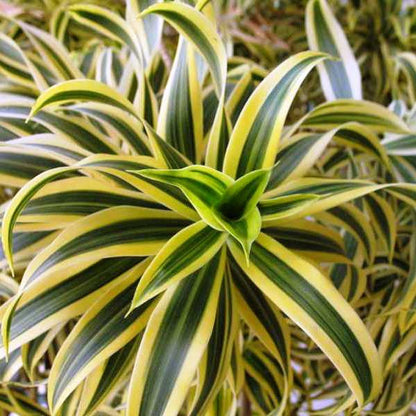  Dracaena Reflexa Song Of India Varigated Plant