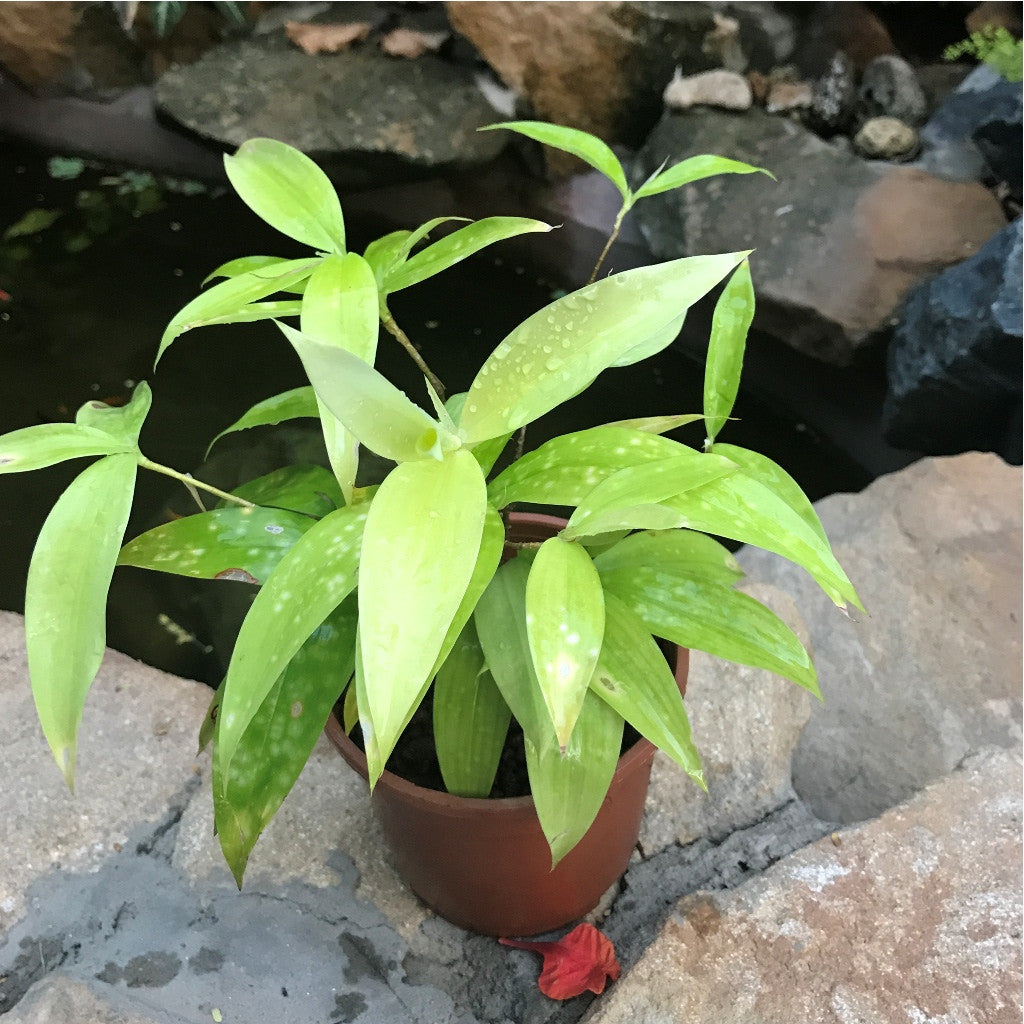  Japanese Bamboo Plant