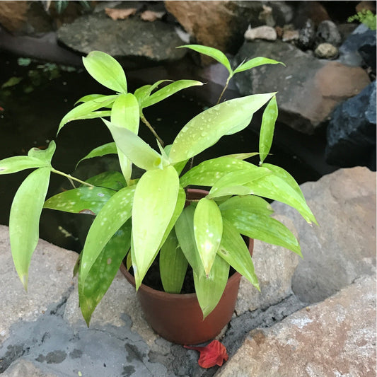  Japanese Bamboo Plant