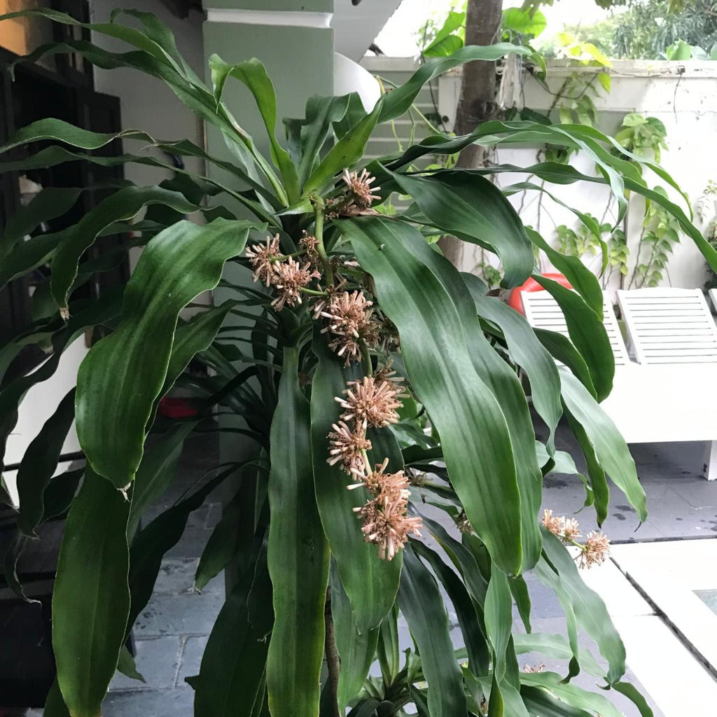  Dracaena Fragrans "Janet Craig" Plant