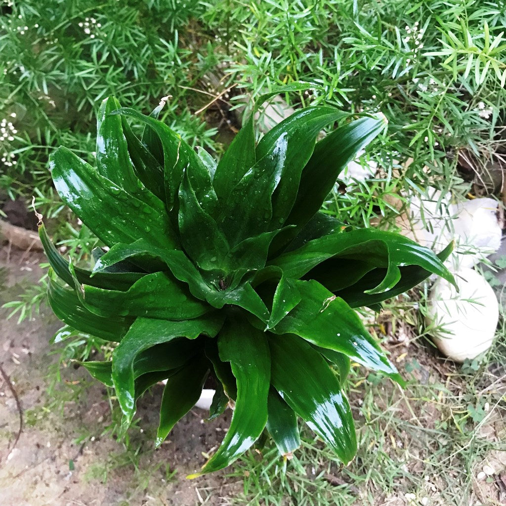  Dracaena Janet Craig Compacta Green Plant