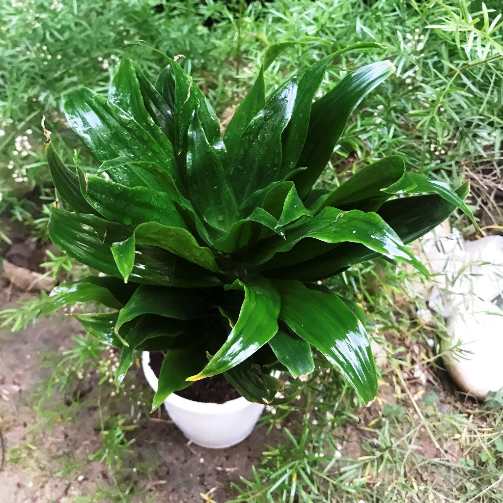  Dracaena Janet Craig Compacta Green Plant