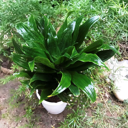  Dracaena Janet Craig Compacta Green Plant