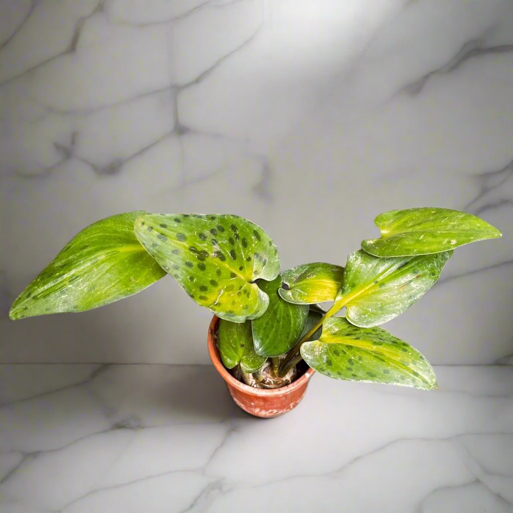  Drimiopsis Maculata Variegata Succulent Plant