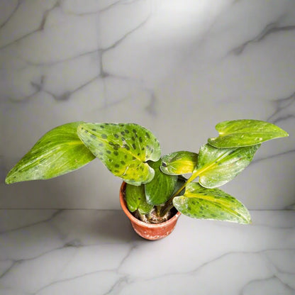  Drimiopsis Maculata Variegata Succulent Plant