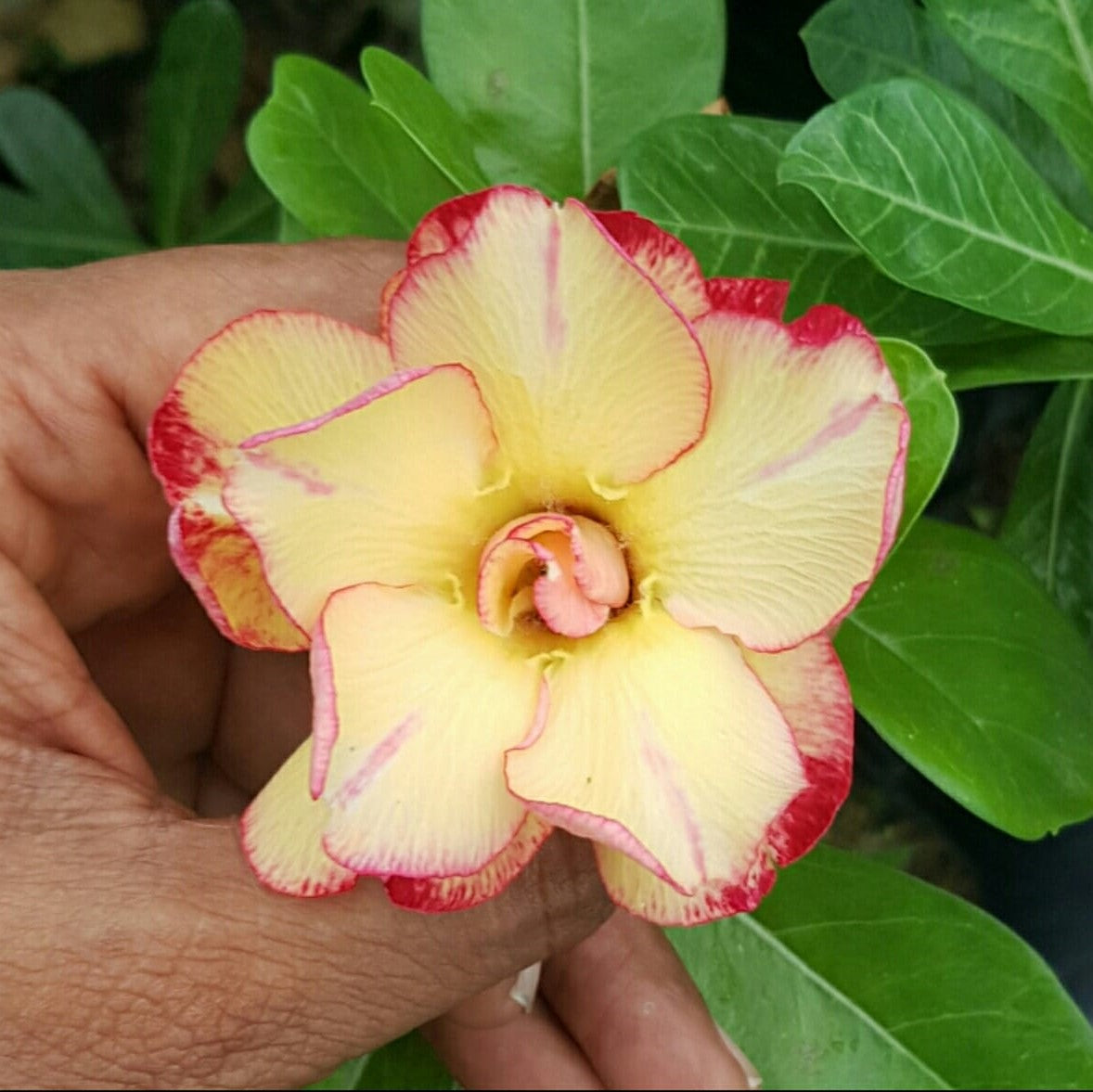  Duo Amber Adenium Plant