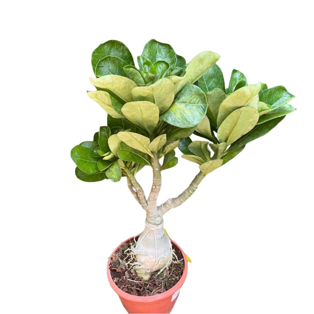  Duo Amber Adenium Plant