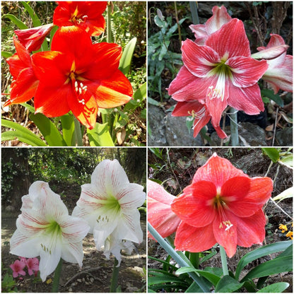  Amaryllis Dutch Lily (Bulbs)