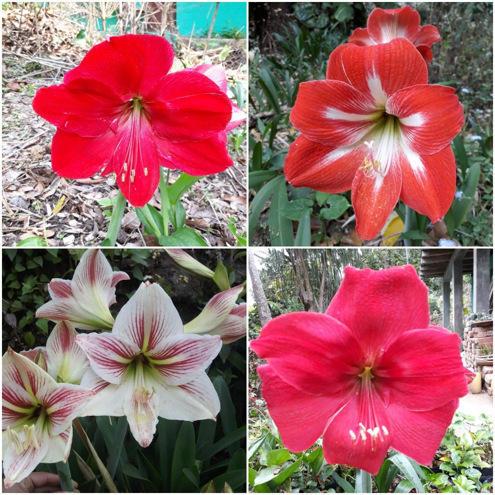  Amaryllis Dutch Lily (Bulbs)