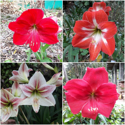  Amaryllis Dutch Lily (Bulbs)