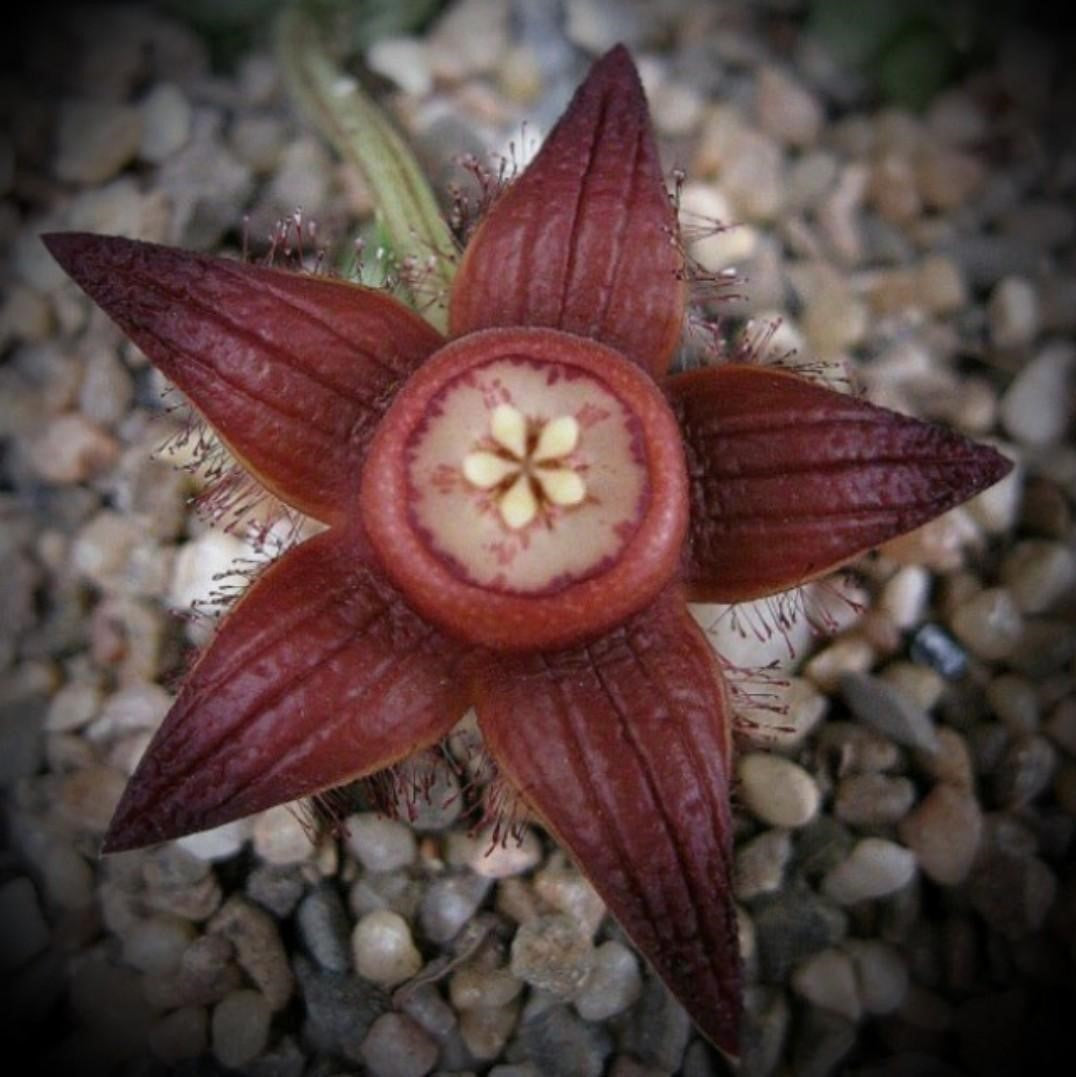  Duvalia Sulcata Succulent Plant