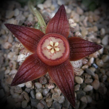  Duvalia Sulcata Succulent Plant