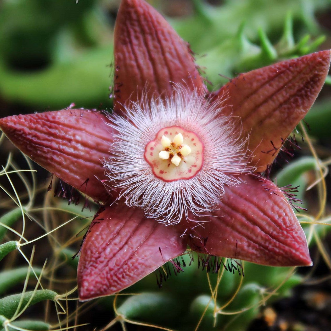  Duvalia Sulcata Succulent Plant