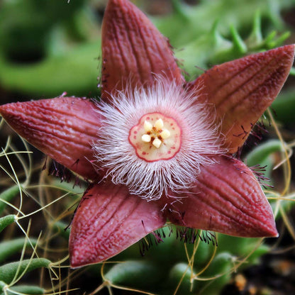 Duvalia Sulcata Succulent Plant