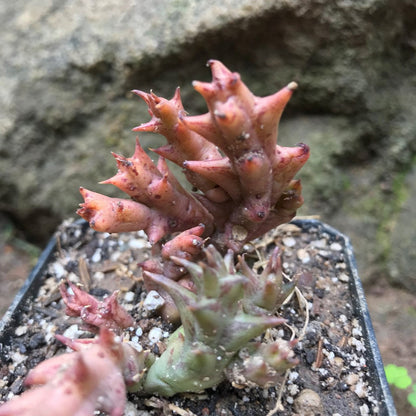  Duvalia Sulcata Succulent Plant