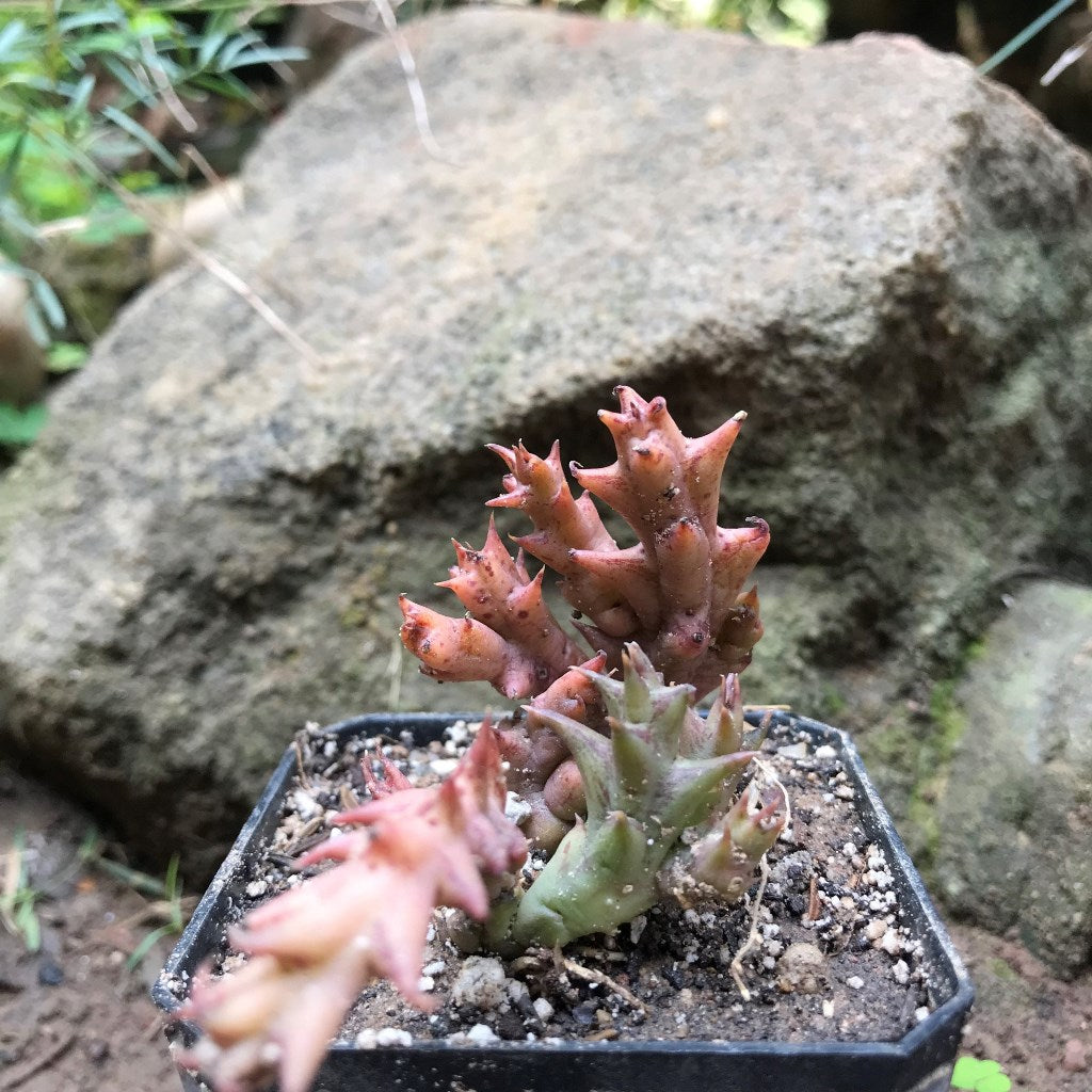  Duvalia Sulcata Succulent Plant