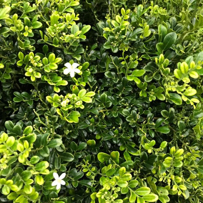  Bonsai Dwarf Murraya Paniculata Plant