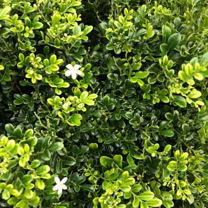  Bonsai Dwarf Murraya Paniculata Plant