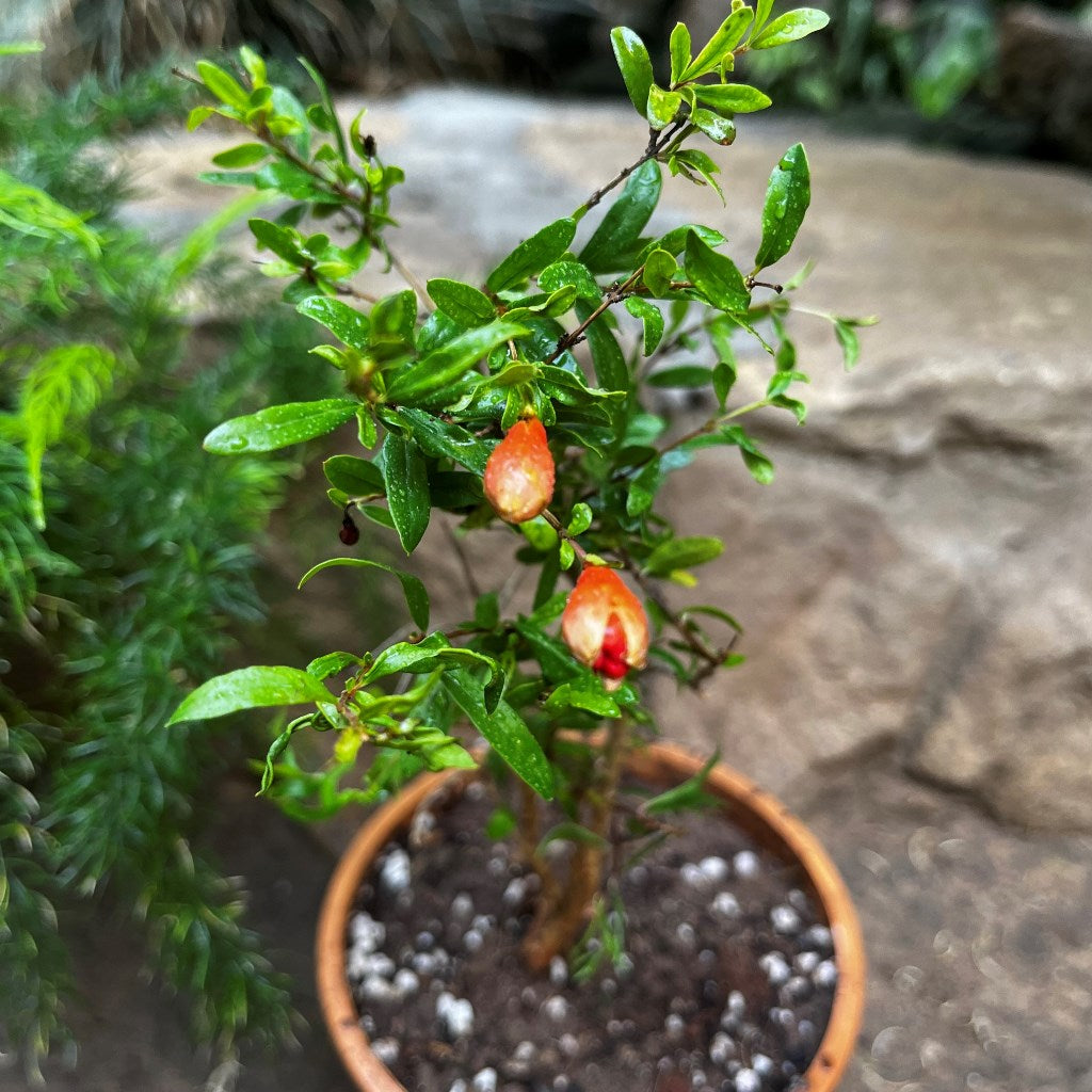  Dwarf Pomegranate Plant