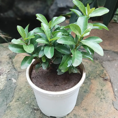  Dwarf Pink Ixora Plant