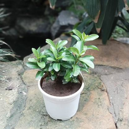  Dwarf Pink Ixora Plant