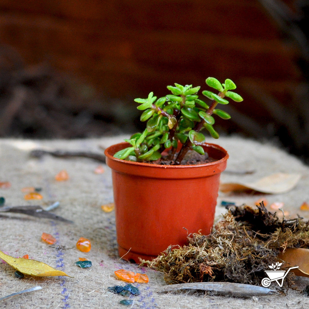  Dwarf Jade Portulacaria Afra Succulent Plant