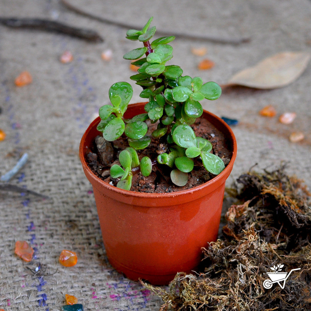  Dwarf Jade Portulacaria Afra Succulent Plant