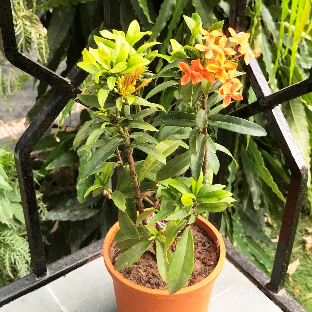  Ixora Dwarf Orange Plant