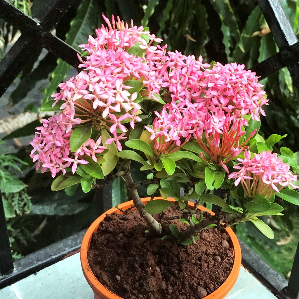  Dwarf Pink Ixora Plant
