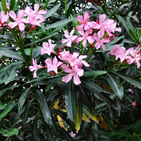  Nerium Oleander Splendens Plant
