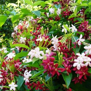  Dwarf Madhu Malti | MadhuMalti | Rangoon Creeper Plant