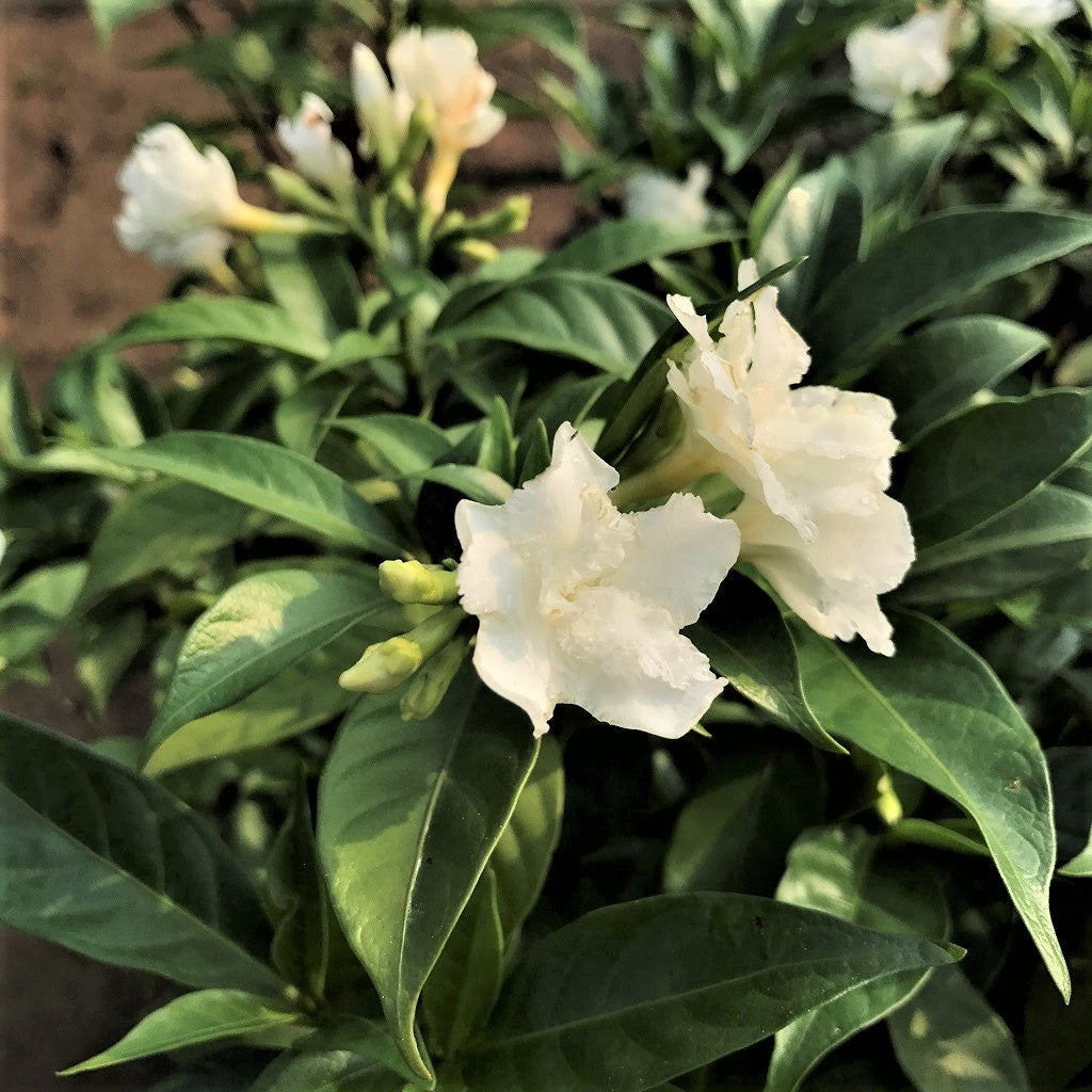  Dwarf Ruffled Edge Crape Jasmine Plant