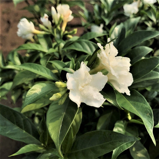  Dwarf Ruffled Edge Crape Jasmine Plant