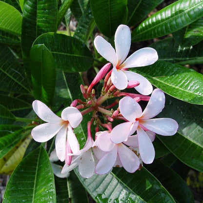  Plumeria Obtusa Dwarf Singapore Pink Champa Plant