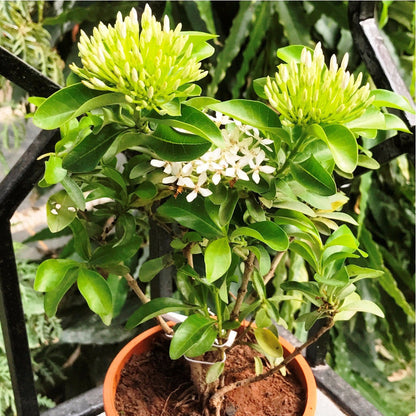  Ixora Dwarf White Plant