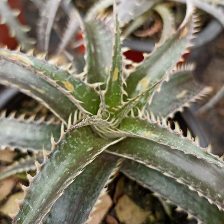  Dyckia Brittle Star Plant