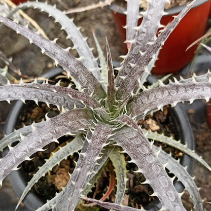  Dyckia Delicata Plant