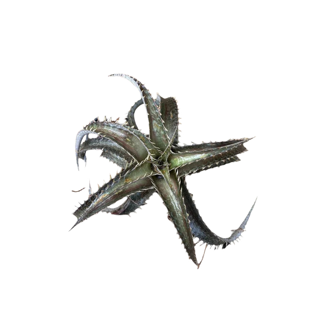  Dyckia Brittle Star Plant
