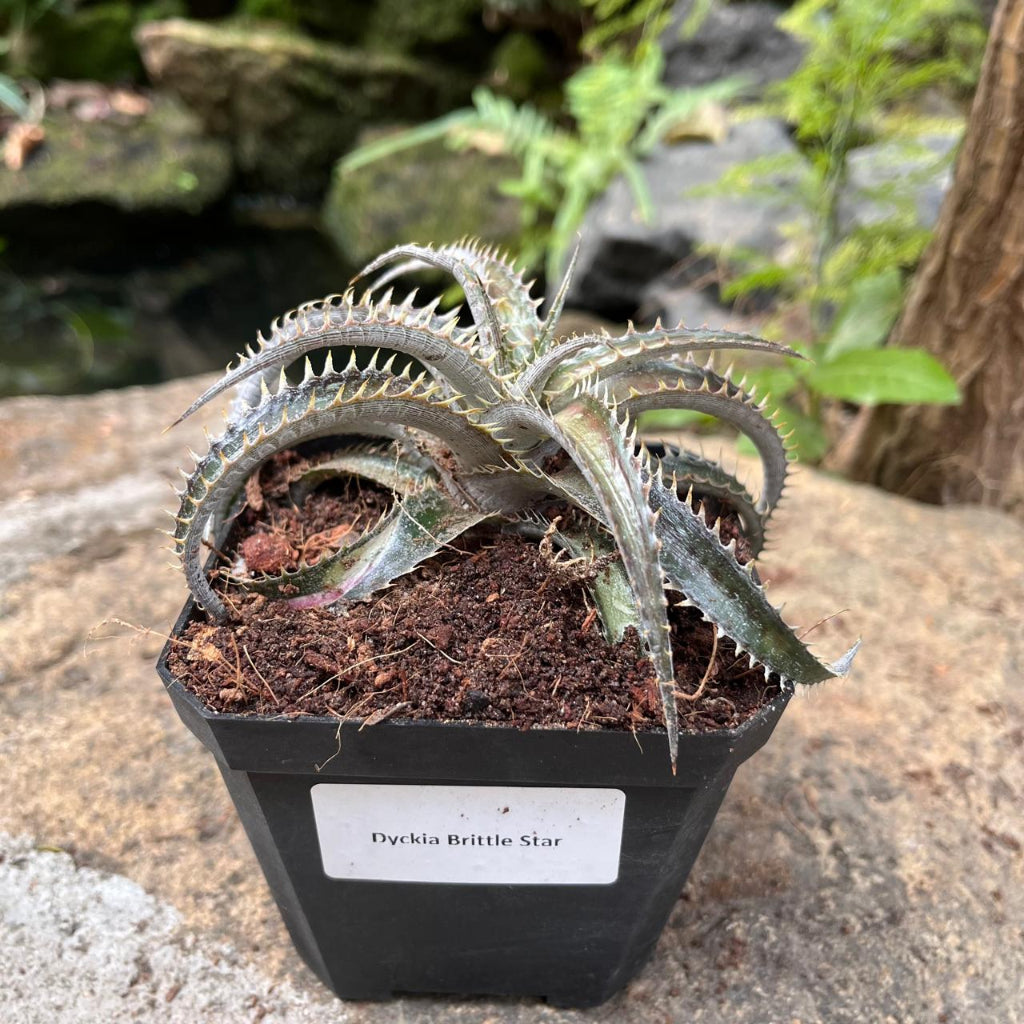  Dyckia Brittle Star Plant