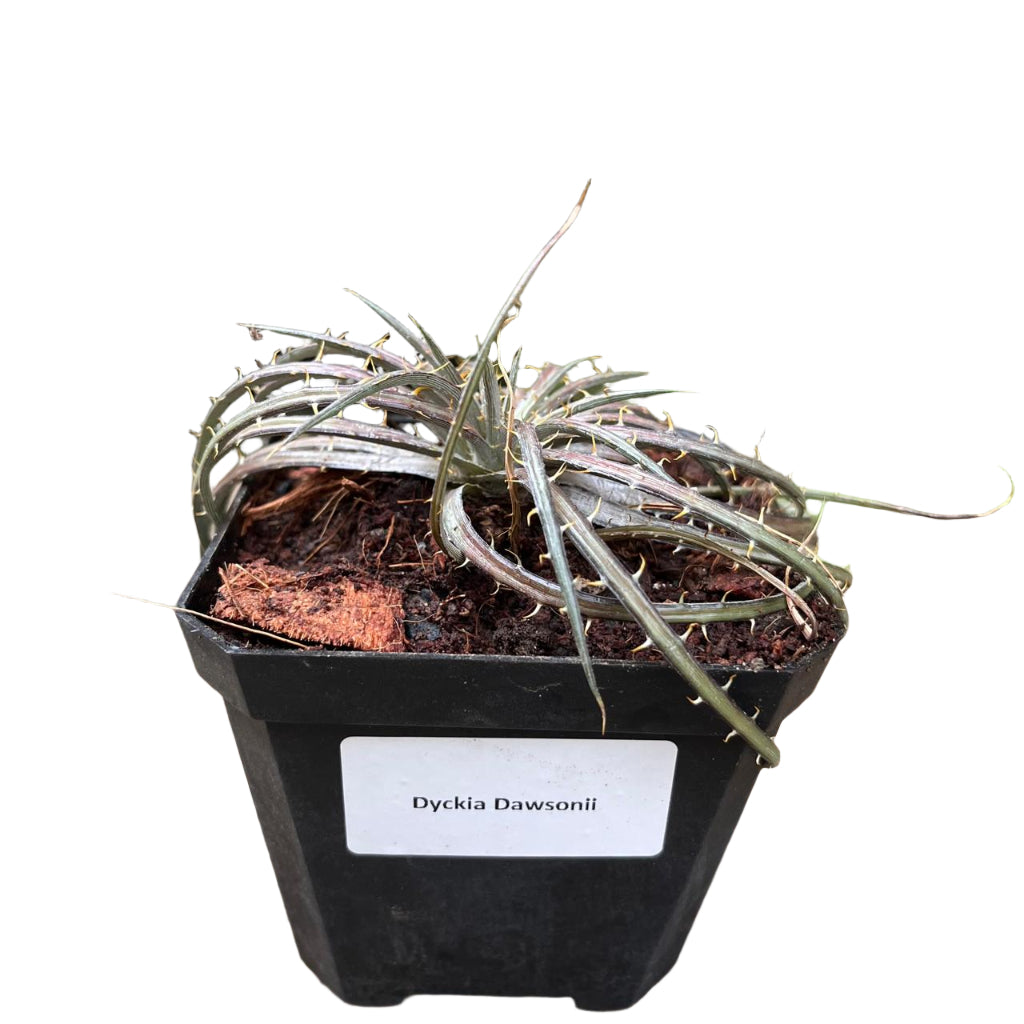  Dyckia Dawsonii Plant