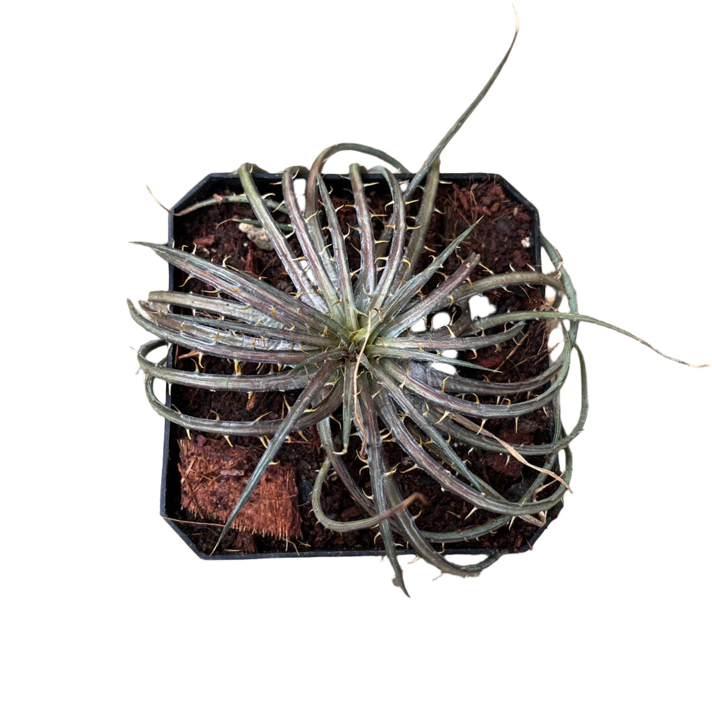  Dyckia Dawsonii Plant