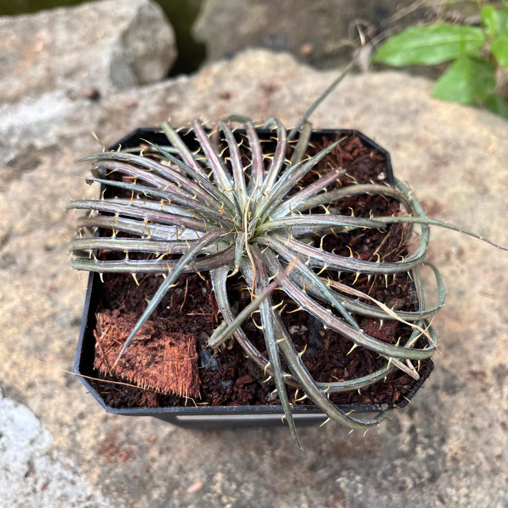  Dyckia Dawsonii Plant