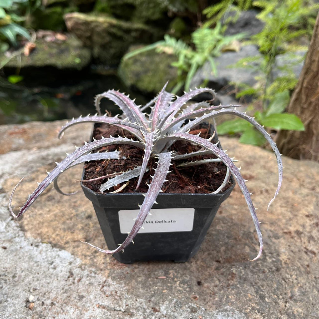  Dyckia Delicata Plant