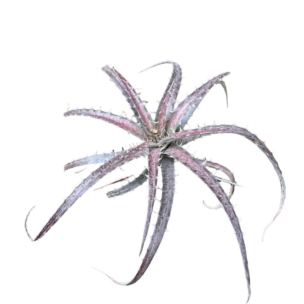  Dyckia Delicata Plant